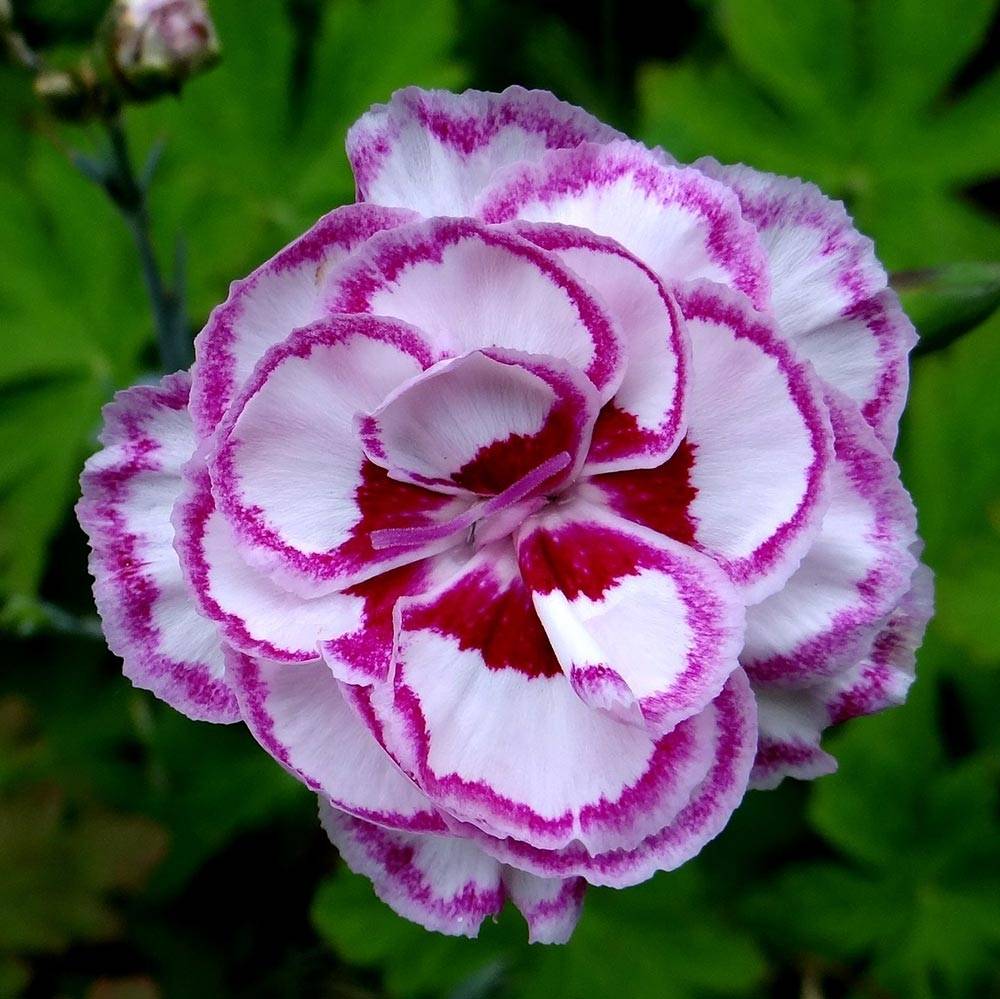 Promesse de Fleurs - Dianthus plumarius Moulin Rouge (Pink Bicolour) - Oeillet mignardise Godet de 7/8 cm