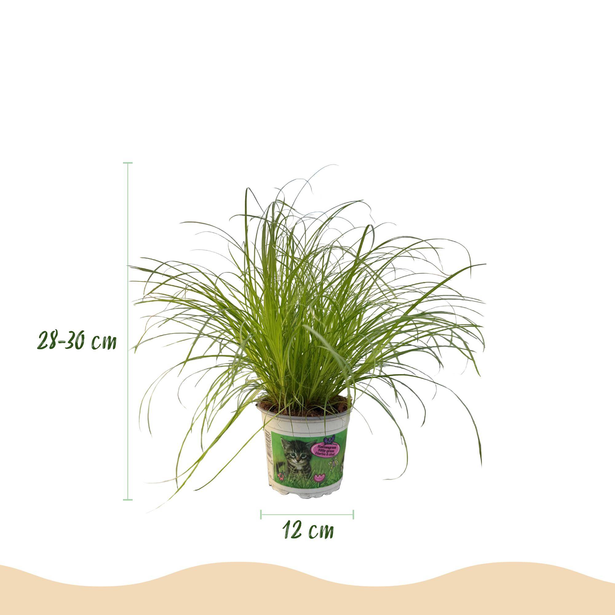 Cyperus alternifolius Zumula - Herbe à chat - Pot de 12cm - Hauteur 28-30cm - Plantes d'intérieur - Image 3