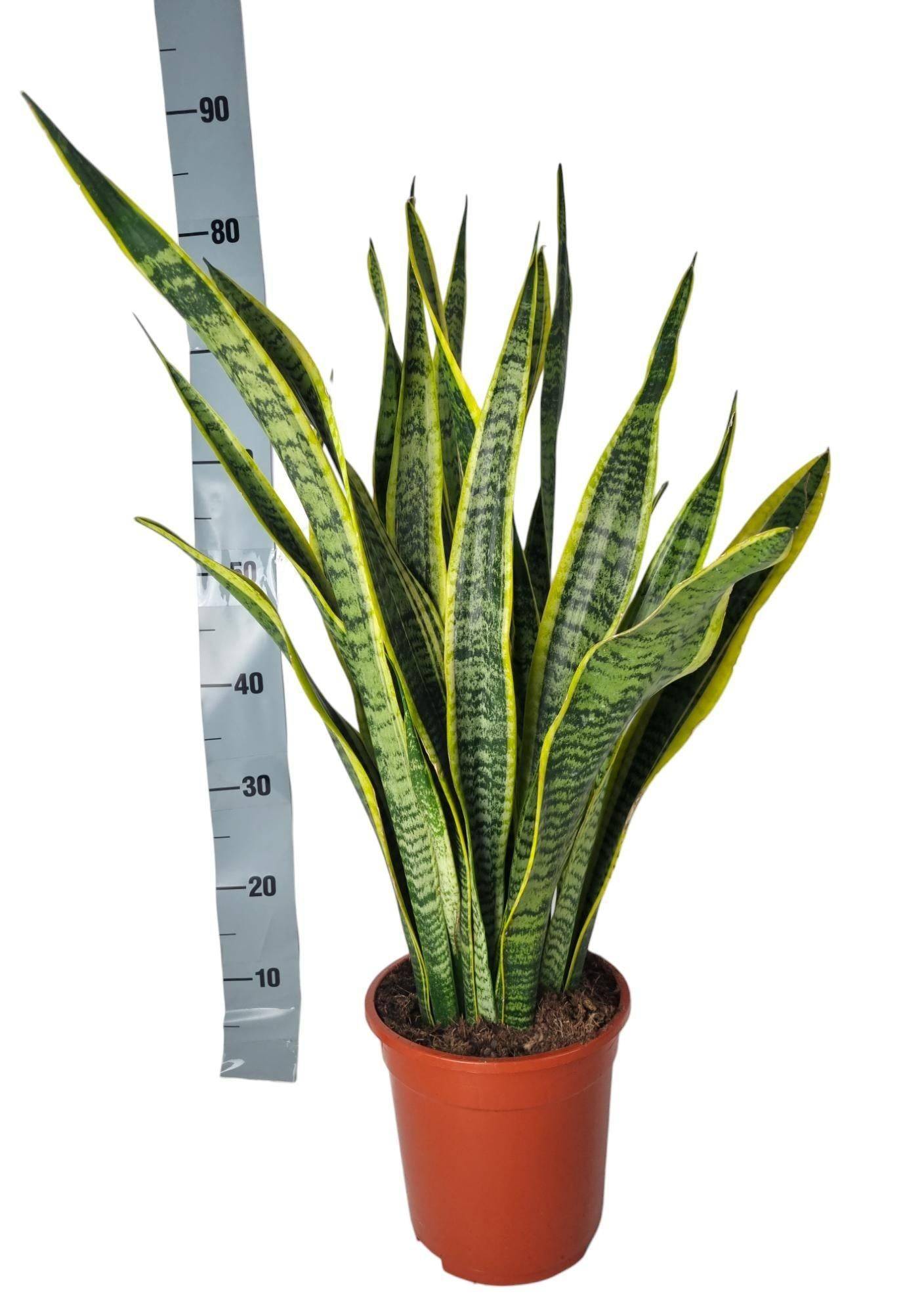La Green Touch - Sansevieria Laurentie - D21 H90cm