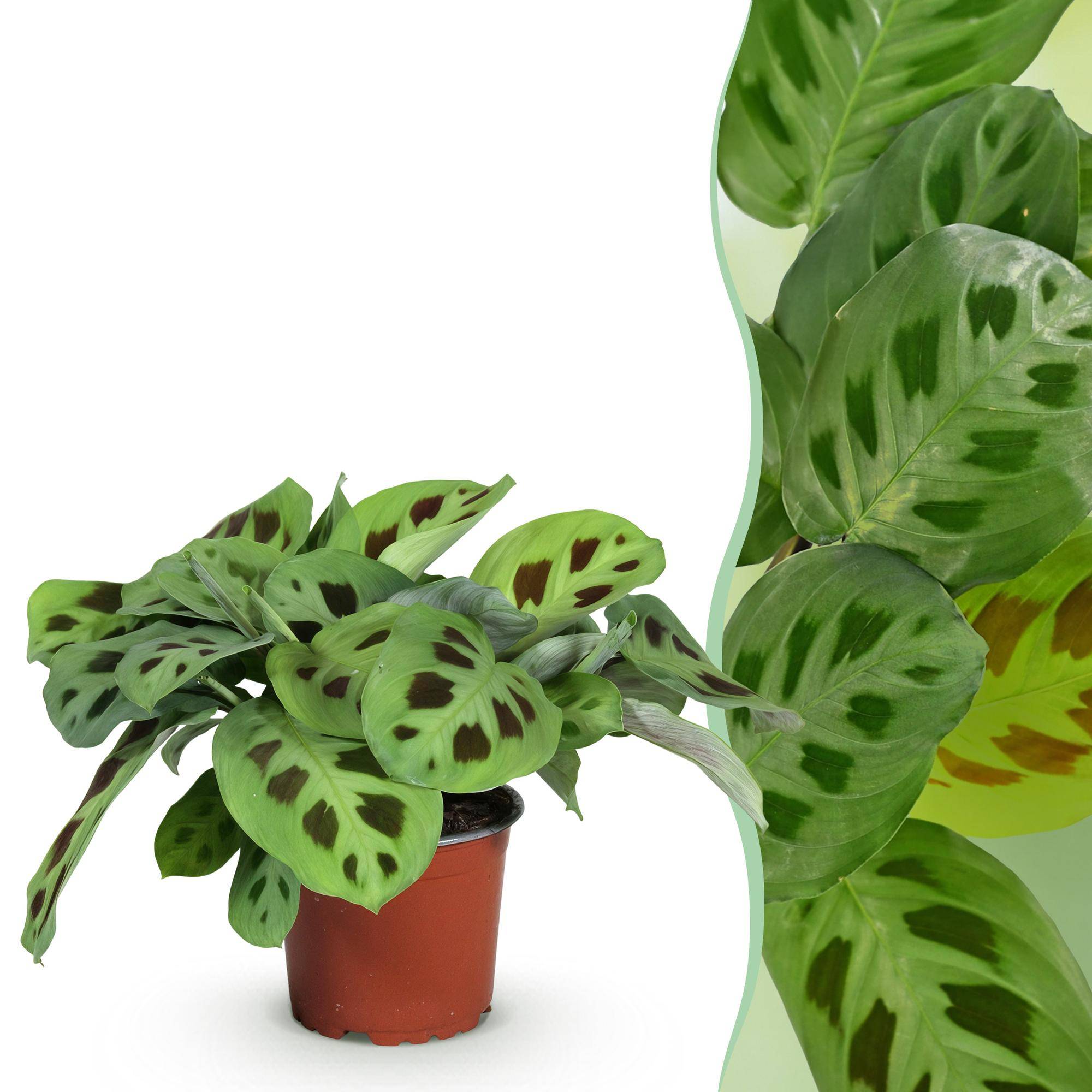 Maranta Fascinator Kerchoveana - Pet-friendly - Pot de 12cm - Hauteur 25cm - 1 plante - Sans cache-pot - Plantes d'intérieur - Image 1