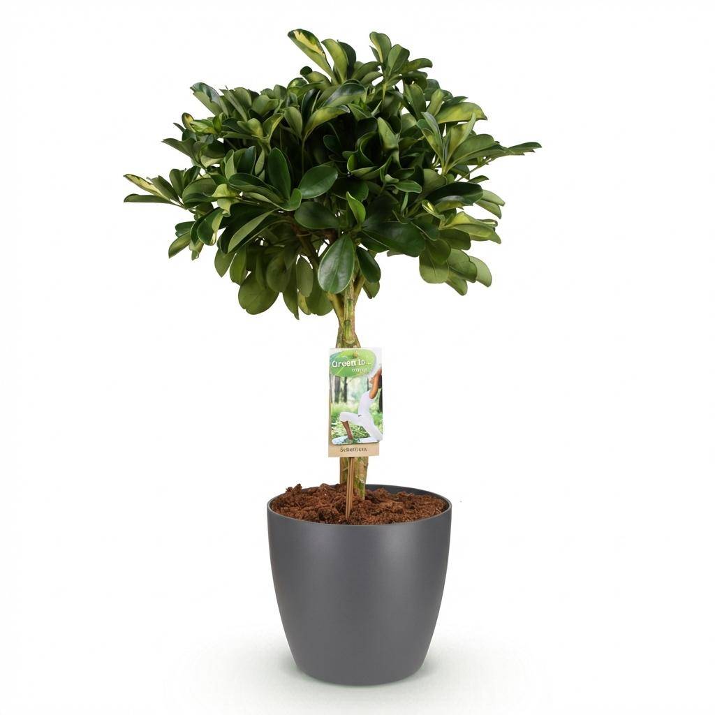 Schefflera Gold Capelle - Pot de 21cm - Hauteur 70-81cm - Gris - Plantes d'intérieur - Image 2