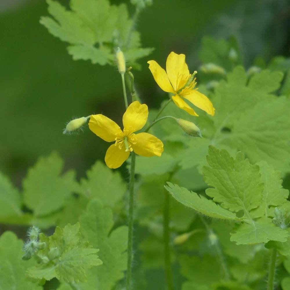 Grande Chélidoine - Sans traitement à fleurs Jaune/ - feuillage Caduc - Godet - 5/20 cm