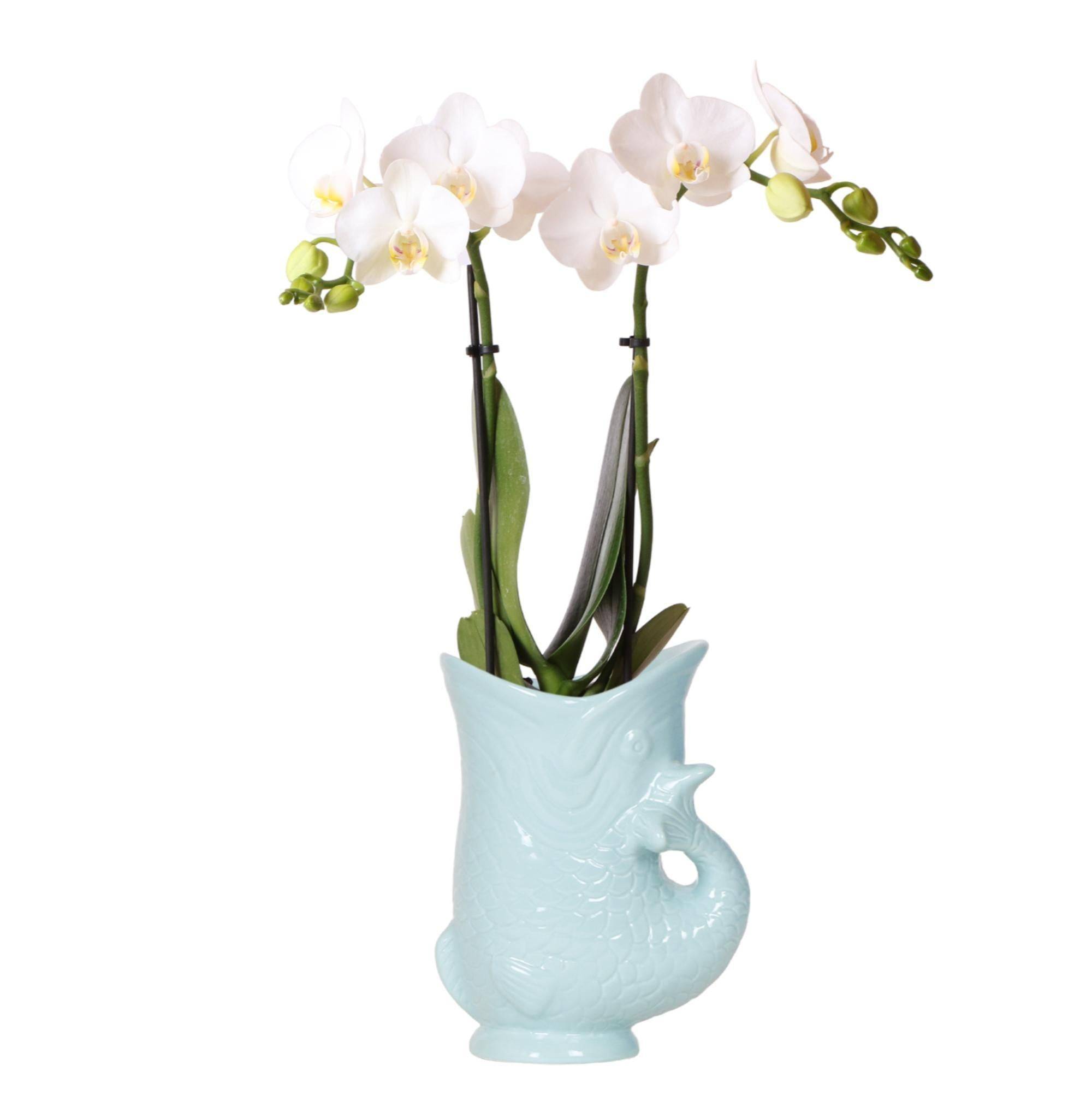 Orchidée Amabilis Blanche et Son Pot Bleu Turquoise - D9 H35cm - Image 1