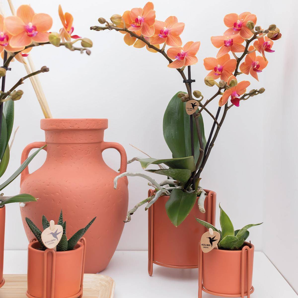 Orchidée Phalaenopsis orange - Ø9cm - plante d'intérieur fleurie 35cm - Plante d'intérieur- La Green Touch - Image 4