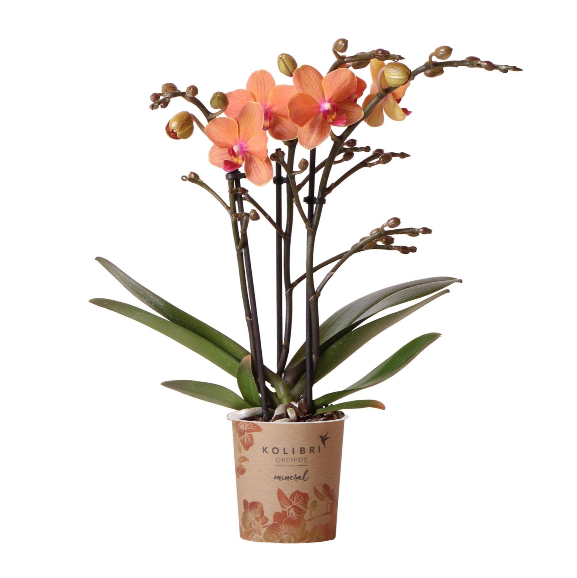 Orchidée Phalaenopsis orange - Ø9cm - plante d'intérieur fleurie 35cm - Plante d'intérieur- La Green Touch - Image 1