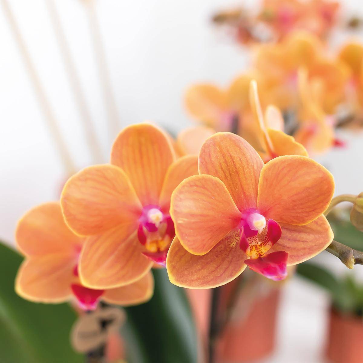 Orchidée Phalaenopsis orange - Ø9cm - plante d'intérieur fleurie 35cm - Plante d'intérieur- La Green Touch - Image 5