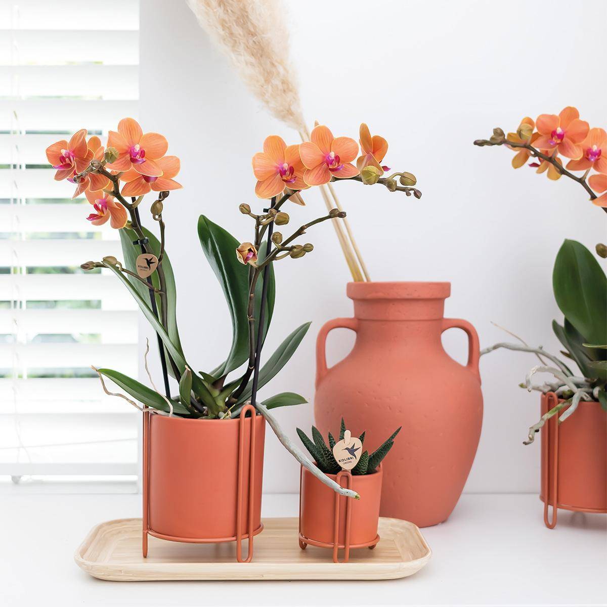 Orchidée Phalaenopsis orange - Ø9cm - plante d'intérieur fleurie 35cm - Plante d'intérieur- La Green Touch - Image 2