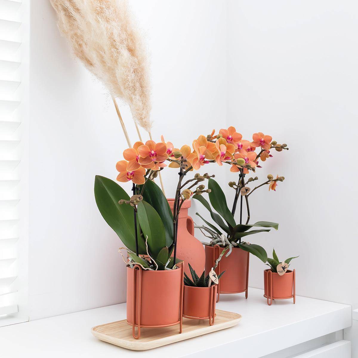 Orchidée Phalaenopsis orange - Ø9cm - plante d'intérieur fleurie 35cm - Plante d'intérieur- La Green Touch - Image 3