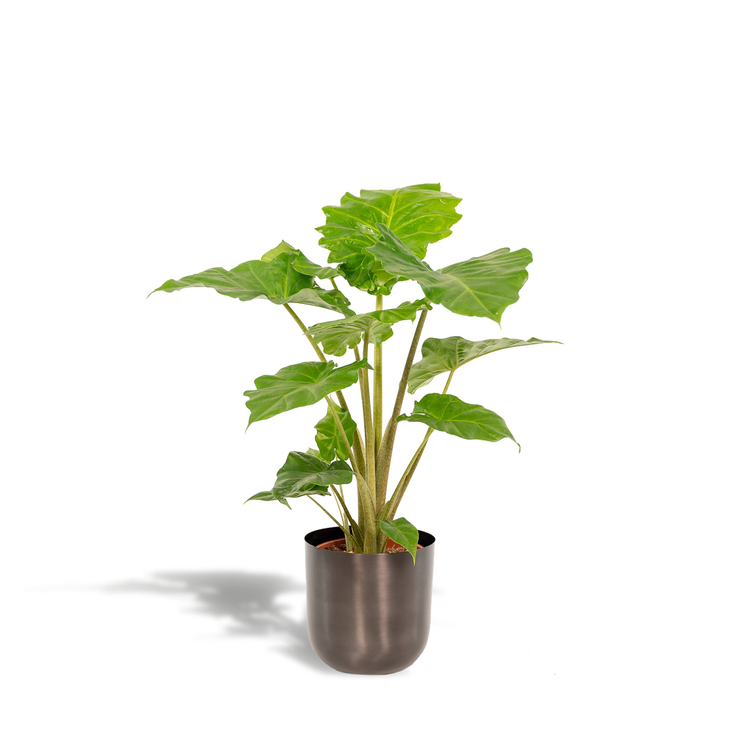 La Green Touch - Alocasia Portodora et son cache-pot noir 80cm - Plante d'intérieur- La Green Touch - Image 1