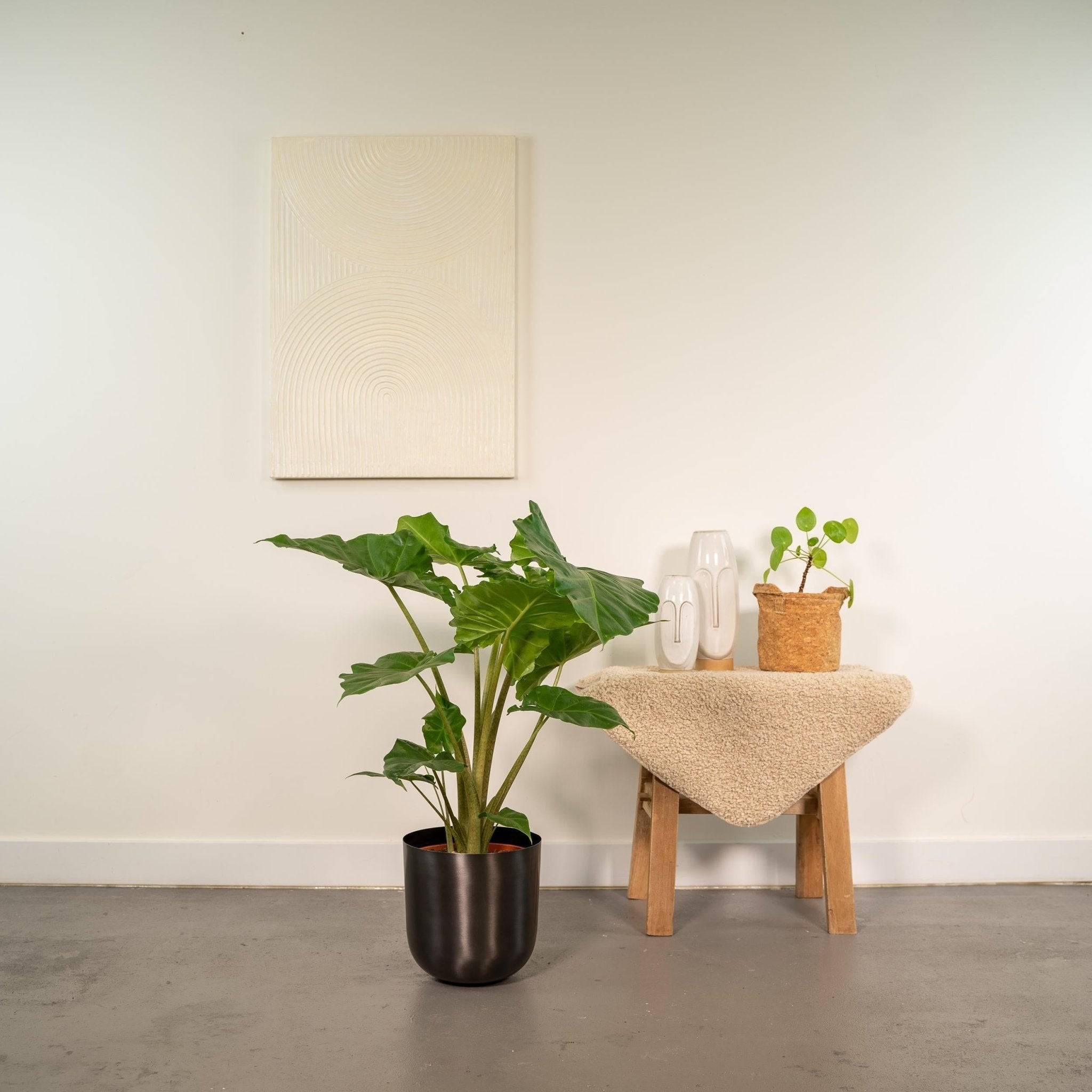 La Green Touch - Alocasia Portodora et son cache-pot noir 80cm - Plante d'intérieur- La Green Touch - Image 3