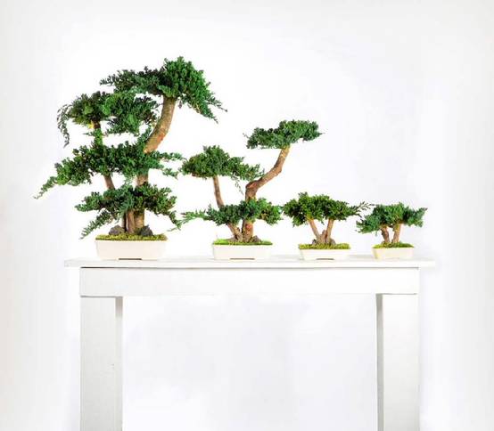 Bonsaï Stabilisé d'Intérieur Procumbens - 50 cm - Image 1