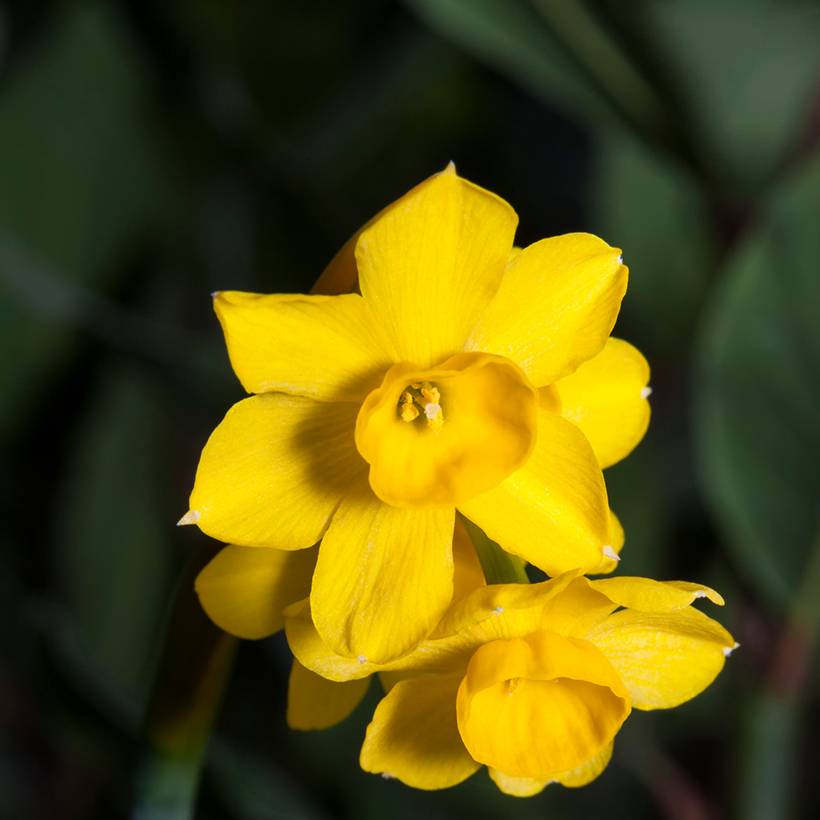 Promesse de Fleurs - Narcisse fernandesii var. cordubensis Bulbe calibre 6+ (par 10)
