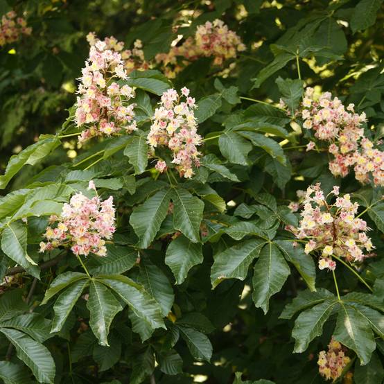 Aesculus x carnea Plantierensis - Marronnier rouge Pot de 7,5L/10L - Image 1