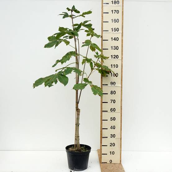 Aesculus x carnea Plantierensis - Marronnier rouge Pot de 7,5L/10L - Image 2