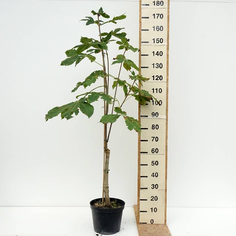 Aesculus x carnea Plantierensis - Marronnier rouge Pot de 7,5L/10L - Image 2