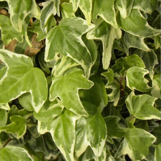 Lierre à patte d'oie Sagittifolia Variegata - Godet - 5/20 cm - Image 1