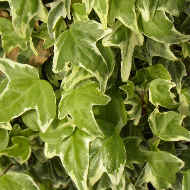 Lierre à patte d'oie Sagittifolia Variegata - Godet - 5/20 cm - Image 1