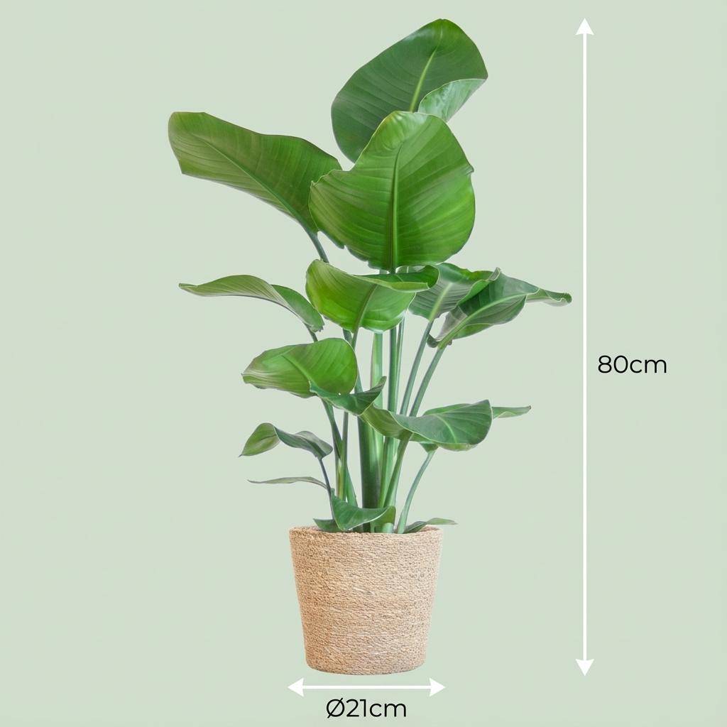 Strelitzia Nicolai - Pot de 21cm - Hauteur 80cm - Plantes d'intérieur - Image 10