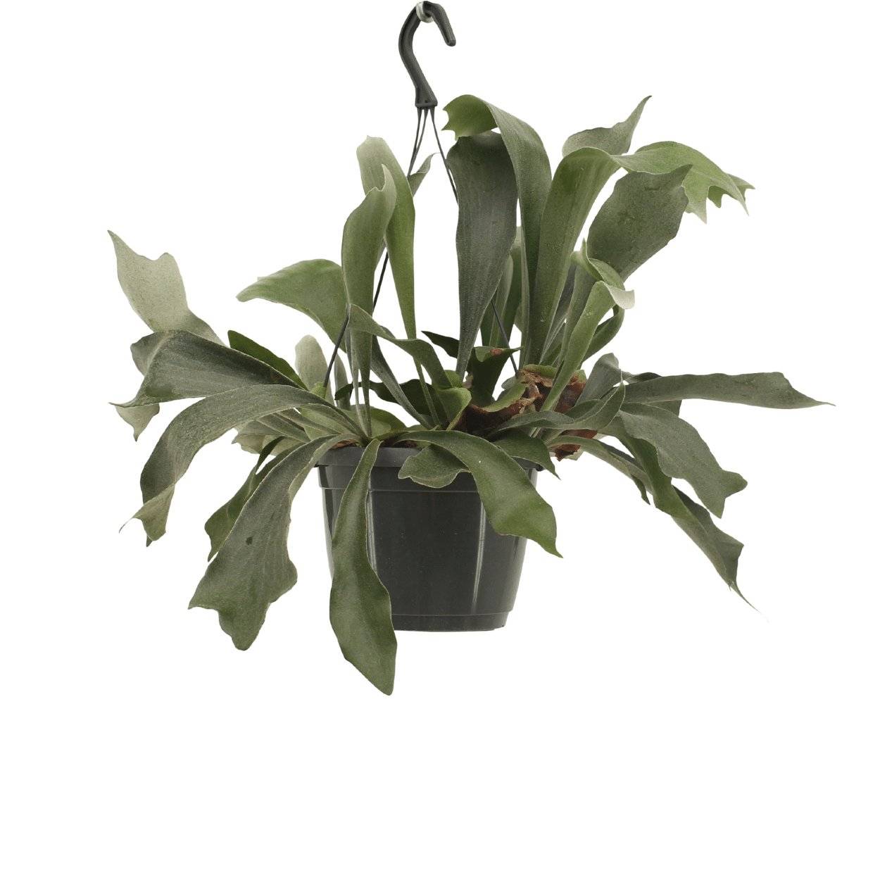 Platycerium Bifurcatum - D17 H30cm - Image 1