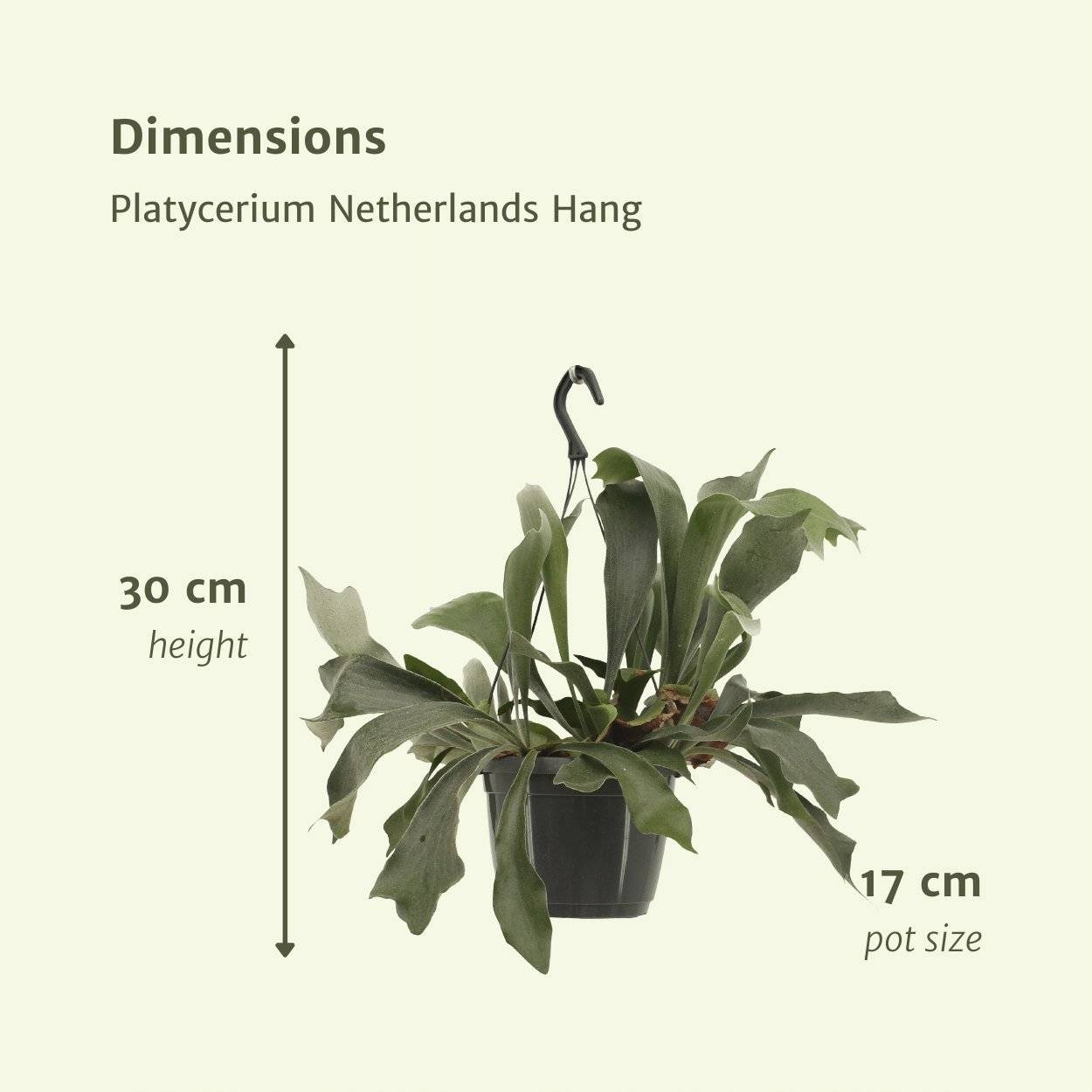Platycerium Bifurcatum - D17 H30cm - Image 4