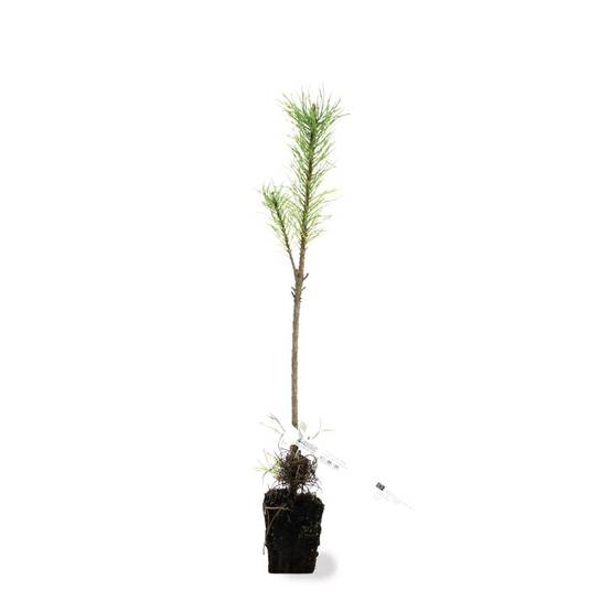 Pin laricio de Corse (Pinus nigra var. corsicana) - Godet - Taille 20/40cm - Pépinières Naudet - Image 2