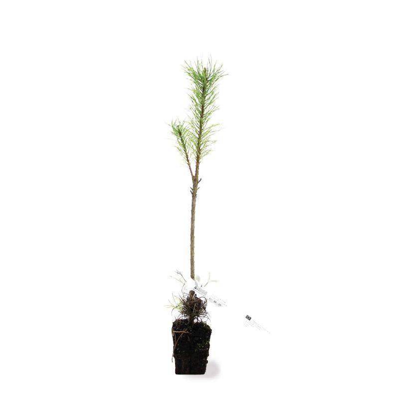Pin laricio de Corse (Pinus nigra var. corsicana) - Godet - Taille 20/40cm - Pépinières Naudet - Image 2