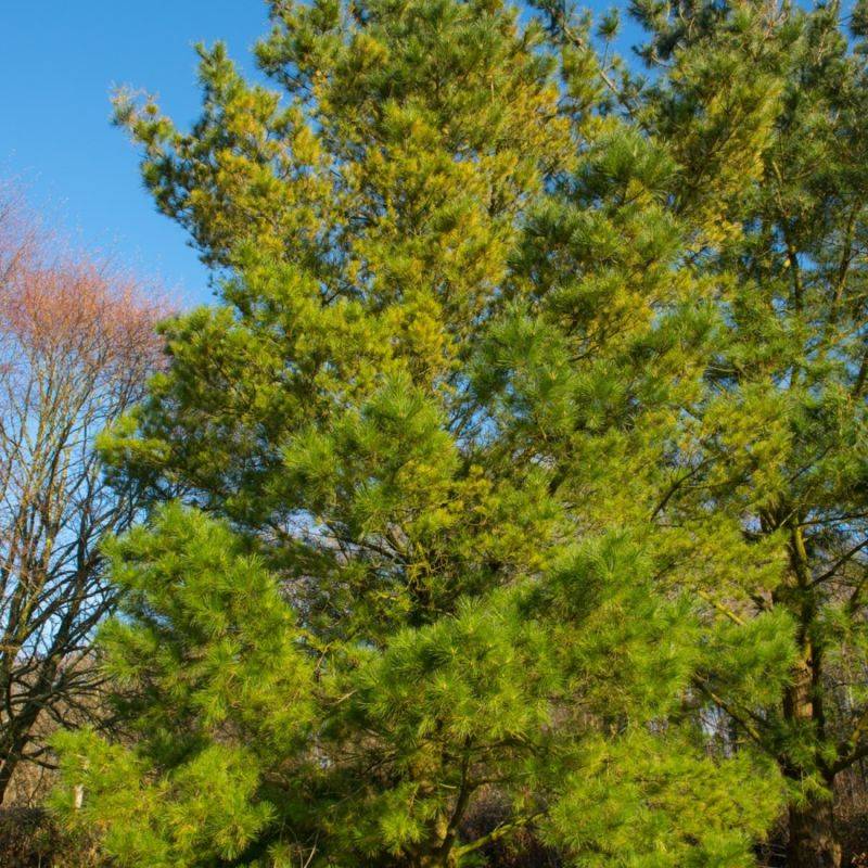 Pin laricio de Corse (Pinus nigra var. corsicana) - Godet - Taille 20/40cm - Pépinières Naudet