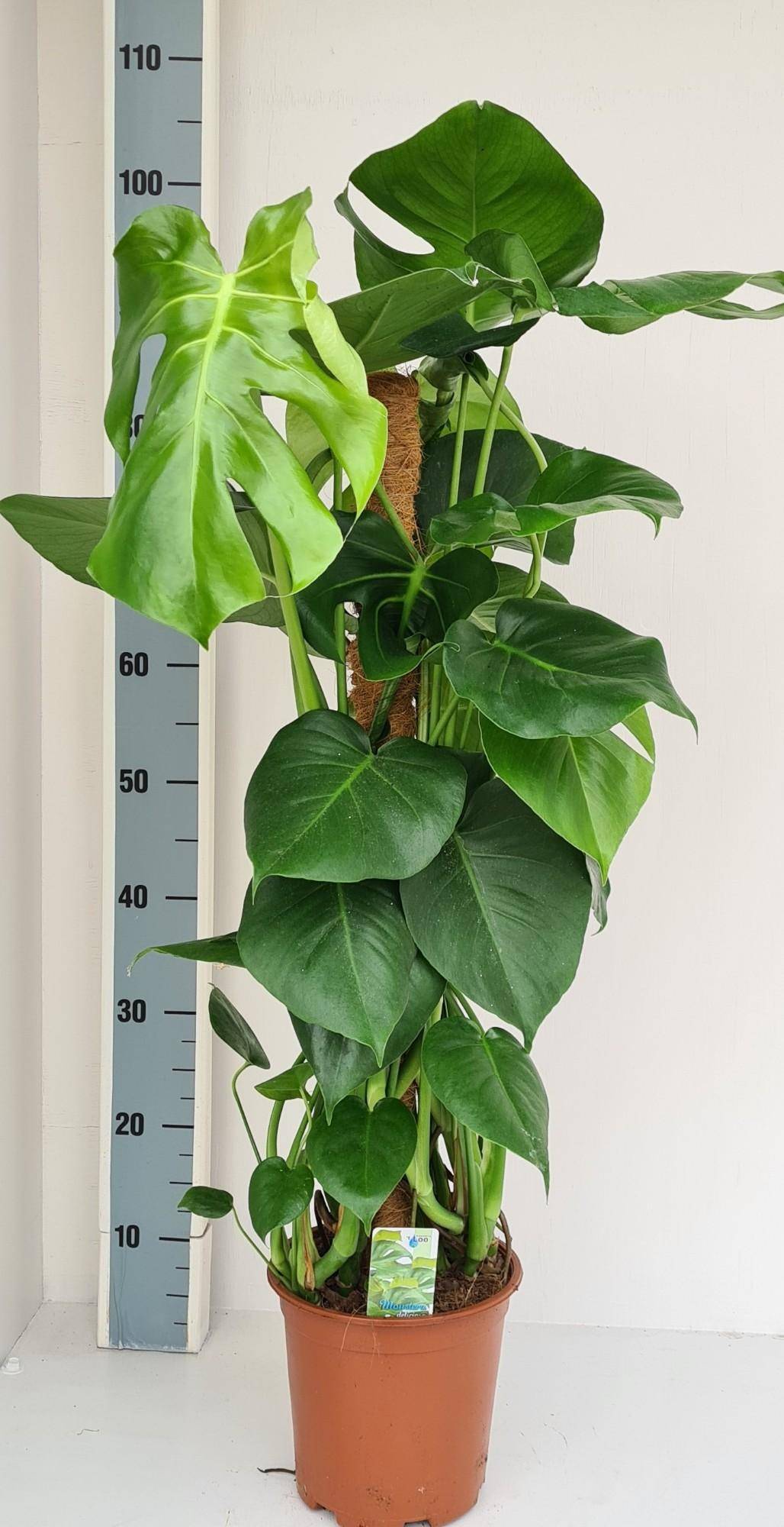 Monstera Mosstok - D19 H80cm