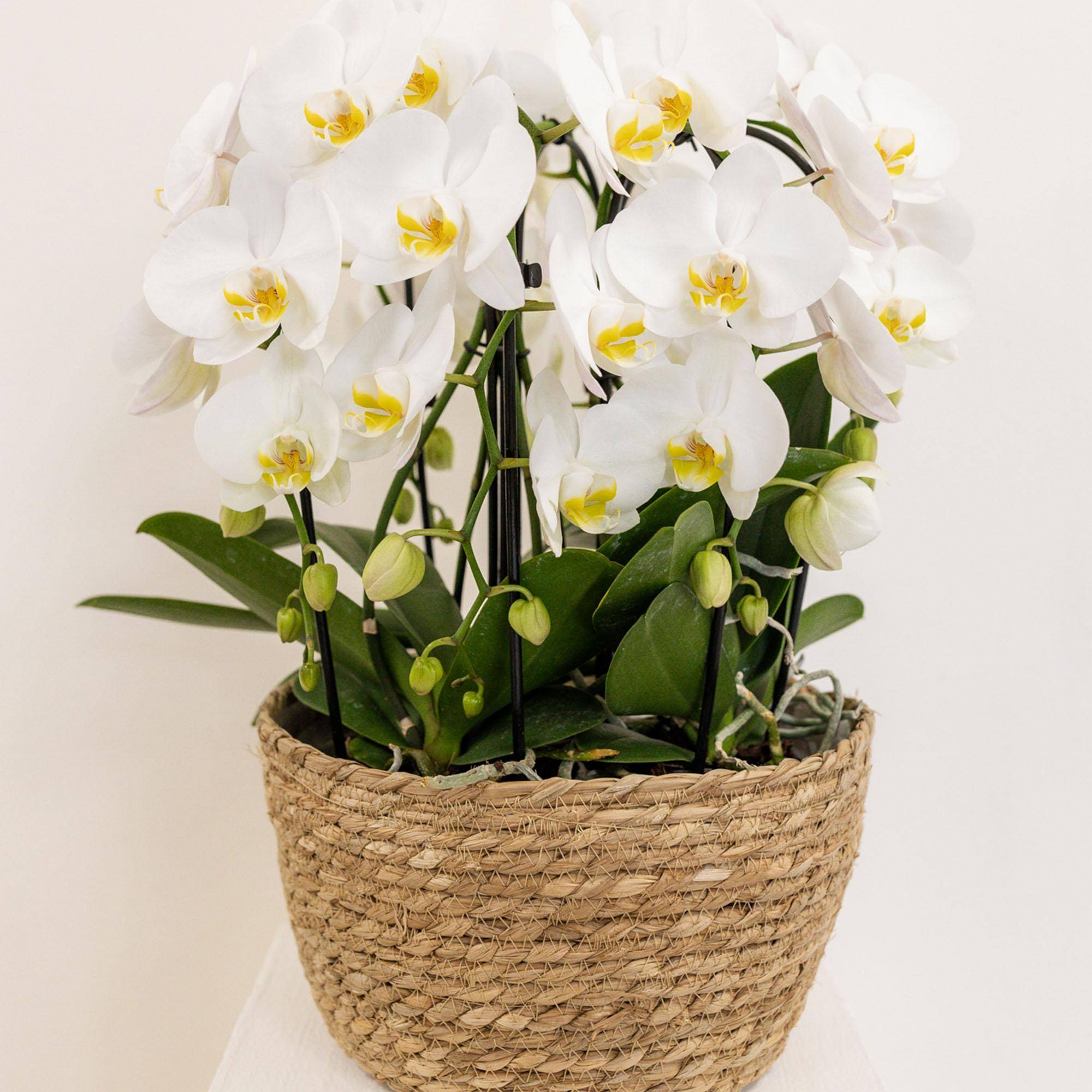 Incrustation réservoir d'eau pour bol à orchidées - Bouquet (1 plante Ø12 + 2 plantes Ø9) - Image 3