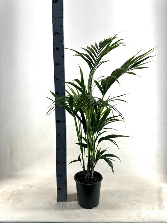 Kentia - D21 H110cm