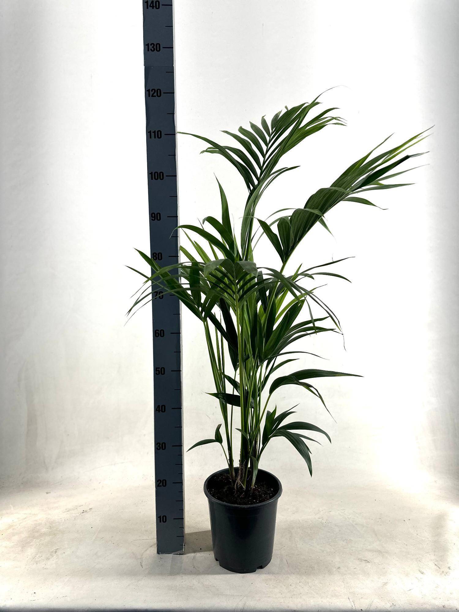 Kentia - D21 H110cm