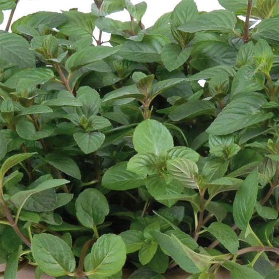 Menthe chocolat - Mentha x piperita schocominze Pot de 1L/1,5L