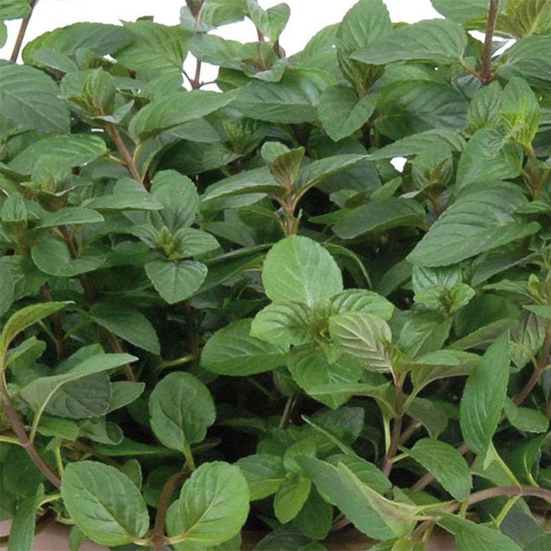 Menthe chocolat - Mentha x piperita schocominze Pot de 1L/1,5L