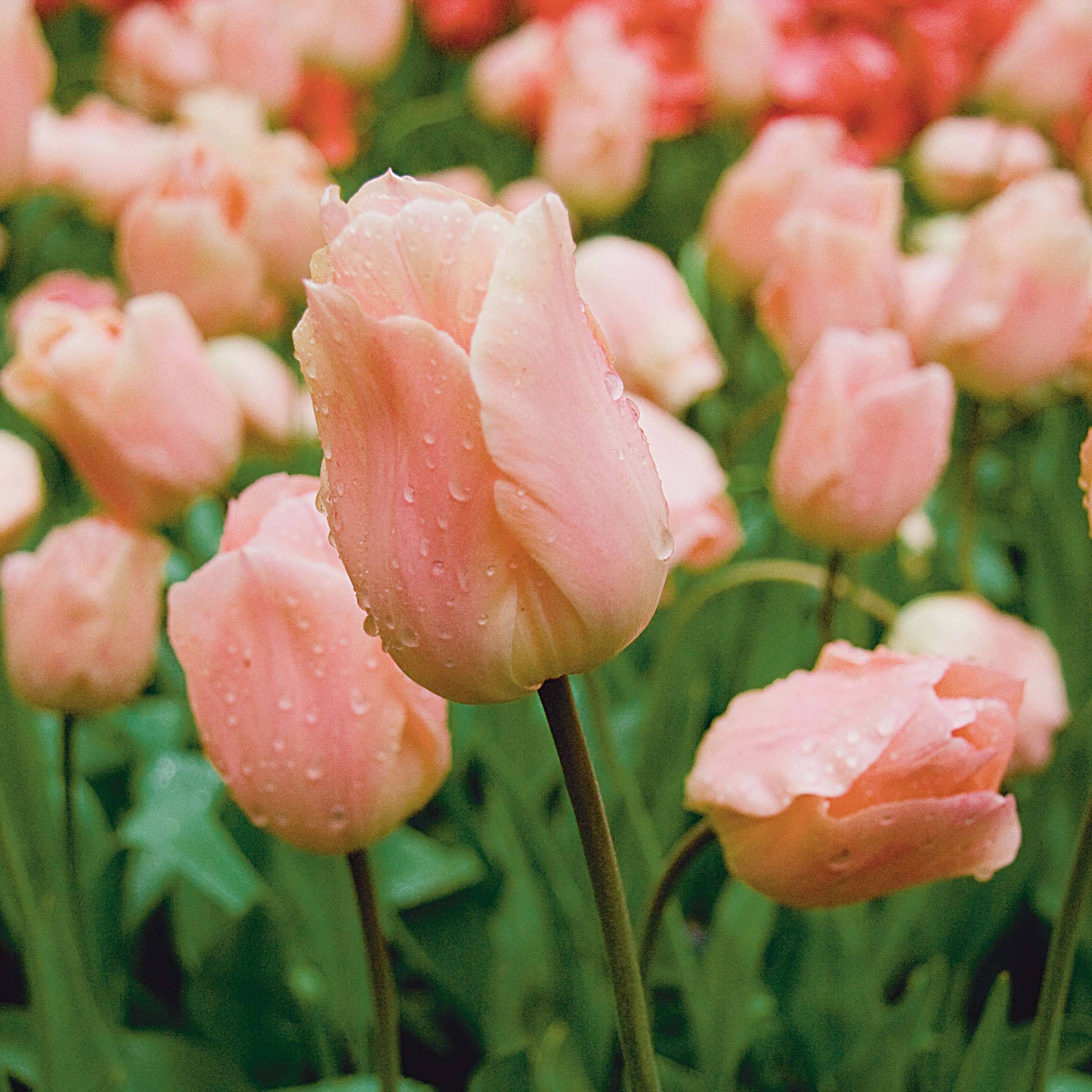 Promesse de Fleurs - Tulipe simple hâtive Apricot Beauty Bulbe calibre 11+ (par 10)