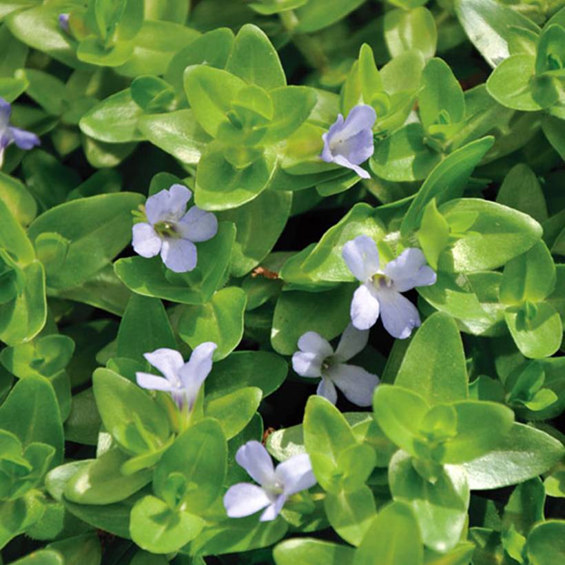 Bacopa caroliniana - Bacopa de Caroline Pot de 1L/1,5L