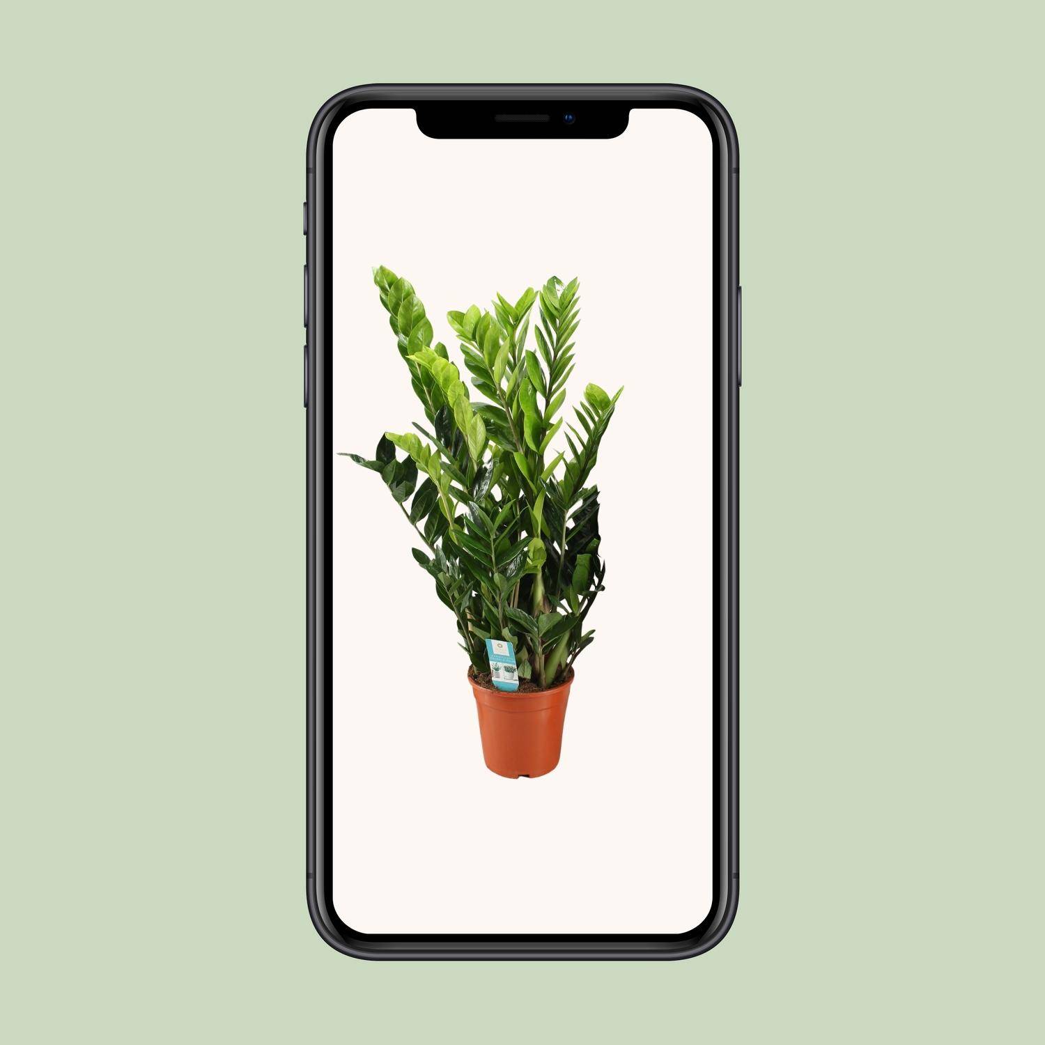 Zamioculcas Zamiifolia - Ø21cm - ↕95cm - Plantes d'intérieur - Image 4
