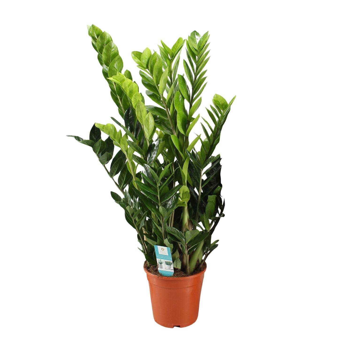 Zamioculcas Zamiifolia - Ø21cm - ↕95cm - Plantes d'intérieur - Image 1