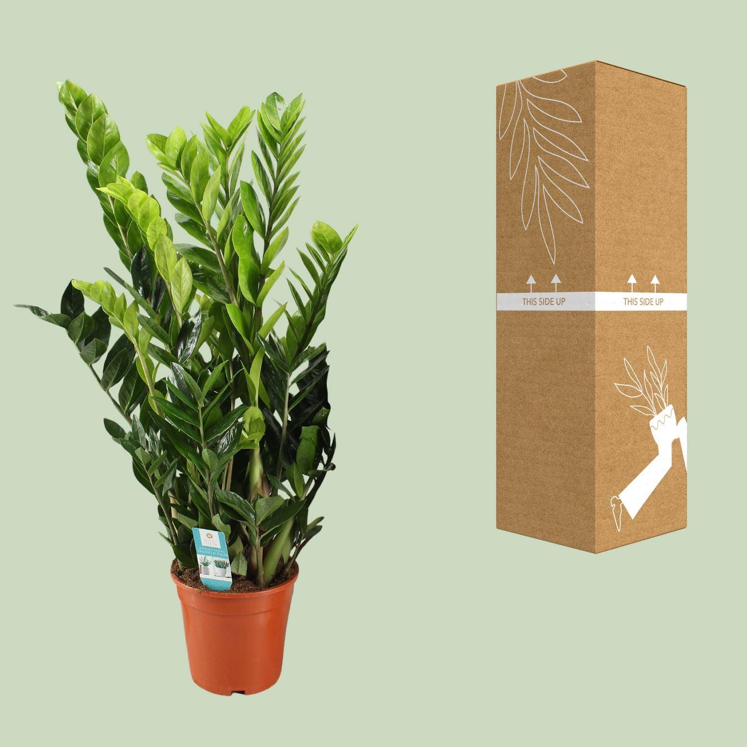 Zamioculcas Zamiifolia - Ø21cm - ↕95cm - Plantes d'intérieur - Image 3
