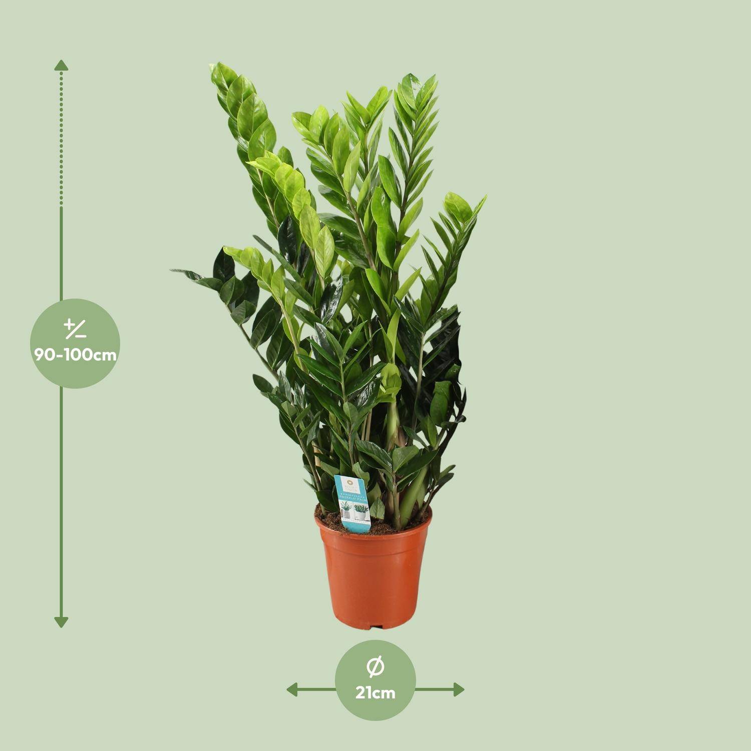Zamioculcas Zamiifolia - Ø21cm - ↕95cm - Plantes d'intérieur - Image 2