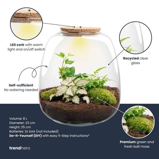 Planten Terrarium - H25cm - Image 2