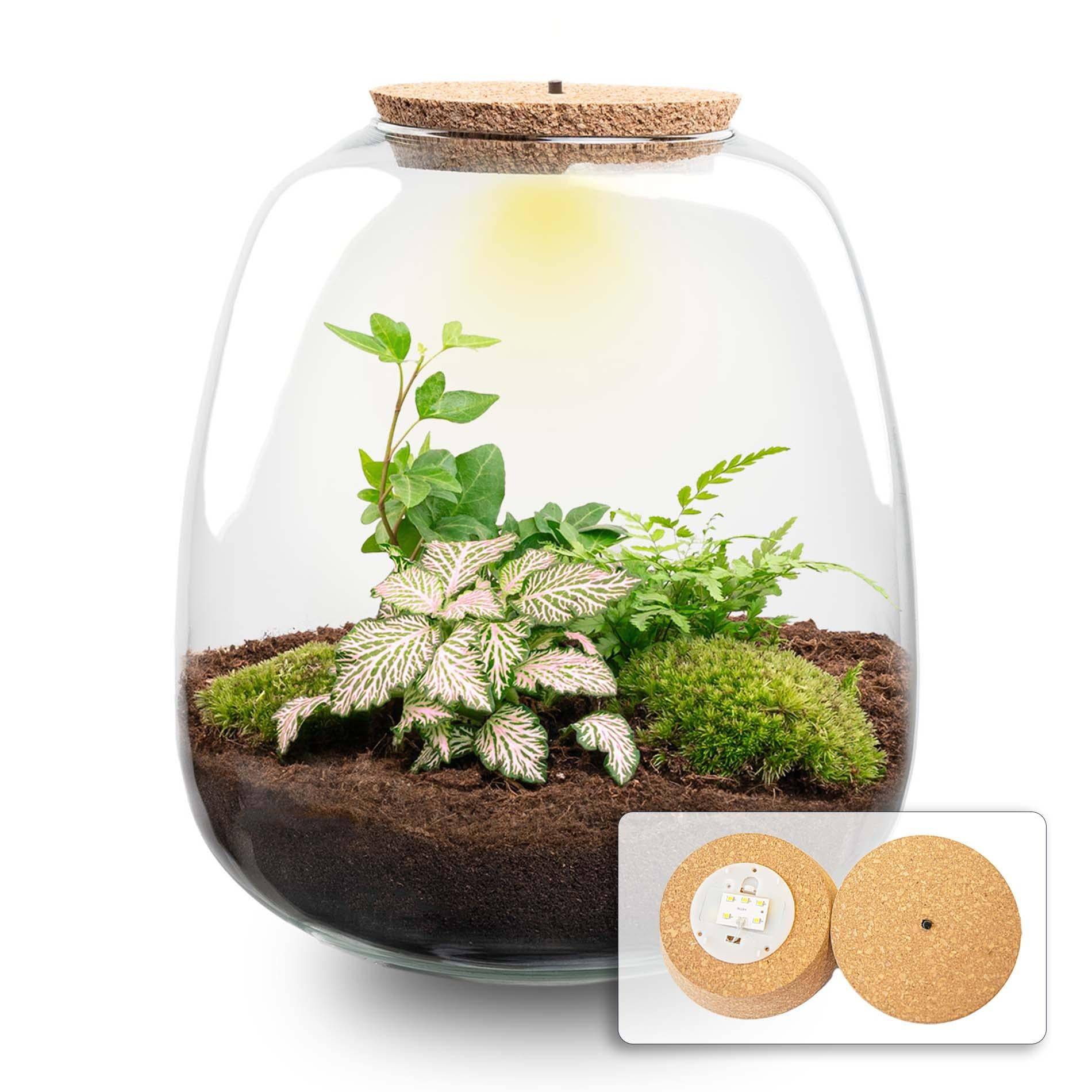 Planten Terrarium - H25cm - Image 1