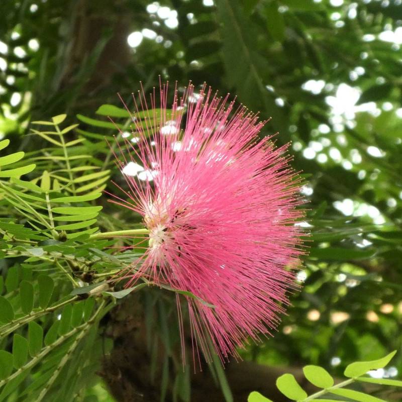 Arbre aux houppettes Dixie Pink, Calliandra à fleurs Rose - feuillage Caduc - Pot de 3L - 40/60 cm-  hauteur à maturité De 1,50 m à 2,00 m - Image 1