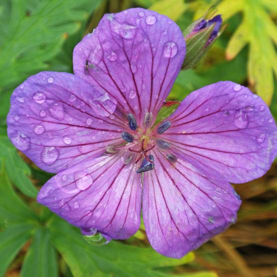 Géranium vivace clarkei Kashmir Purple Godet de 8/9 cm