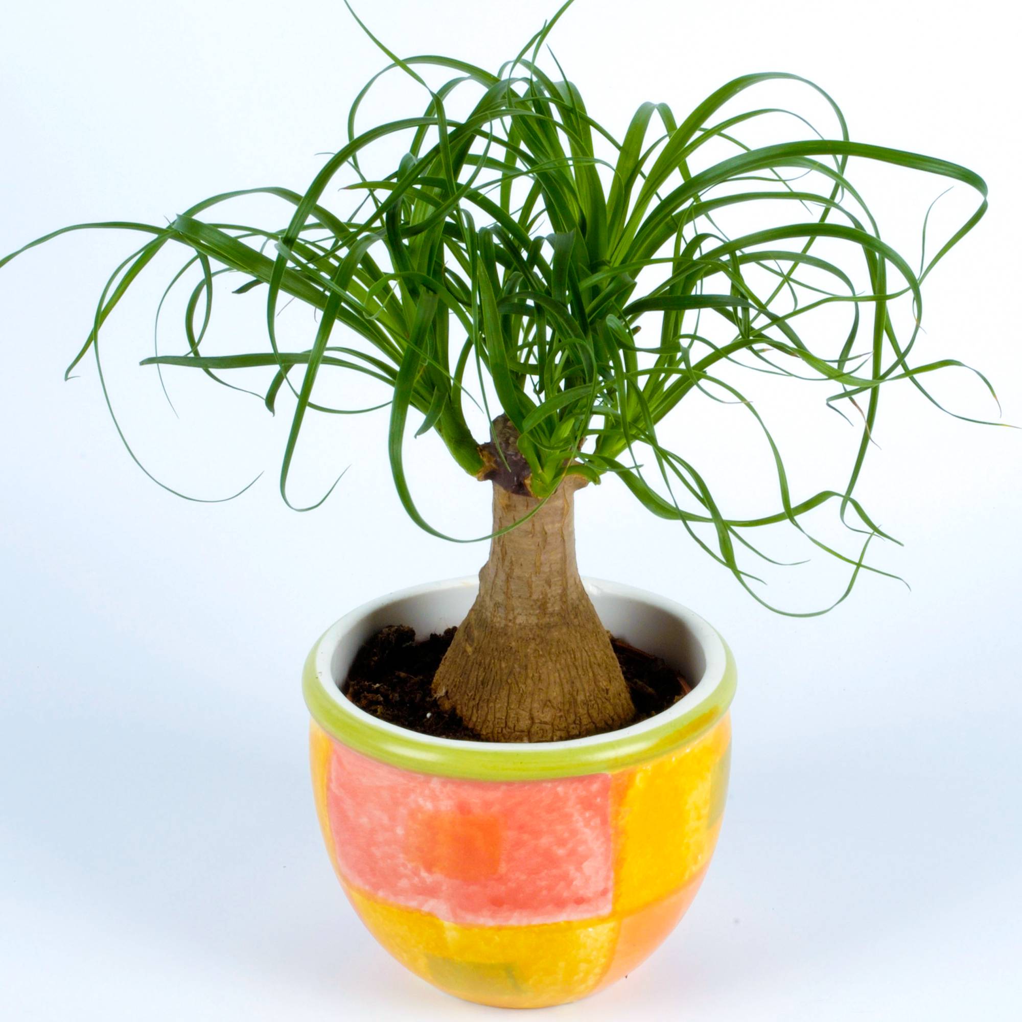 Gardenersdream - Beaucarnea Recurvata 40-50 Cm En Pot Plante D'Intérieur Vigoureuse Pour La Maison Ou Le Bureau - GardenersDream - Image 1
