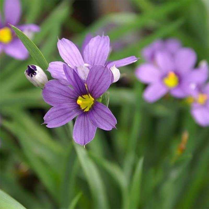 Promesse de Fleurs - Sisyrinchium Lucerne - Bermudienne hybride Godet de 8/9 cm