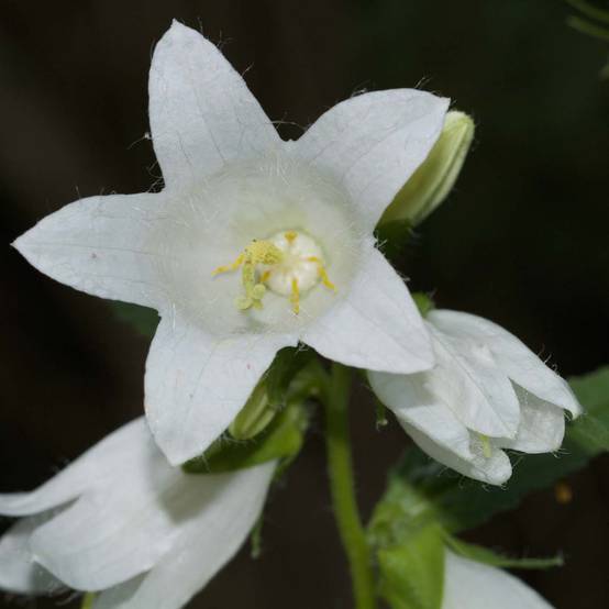 Campanule latifolia var. macrantha alba Godet de 8/9 cm