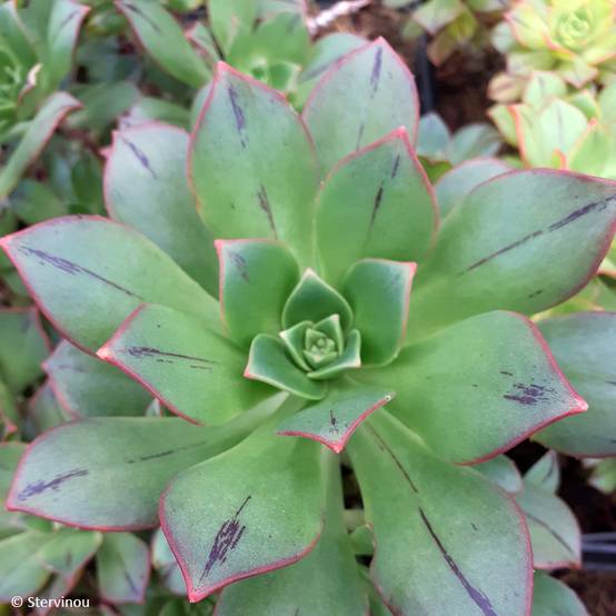 Promesse de Fleurs - Aeonium Mary Ann Kunkel Pot de 3L/4L