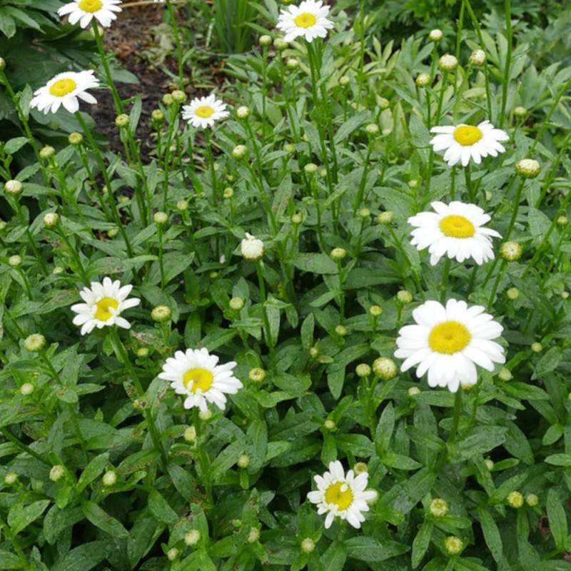 Marguerite d'été Becky à fleurs Blanche/Jaune - feuillage Caduc - Godet - 5/20 cm - Image 6