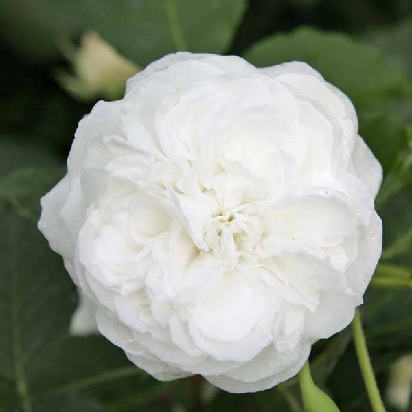Promesse de Fleurs - Rosier ancien Boule de Neige Racines nues en motte