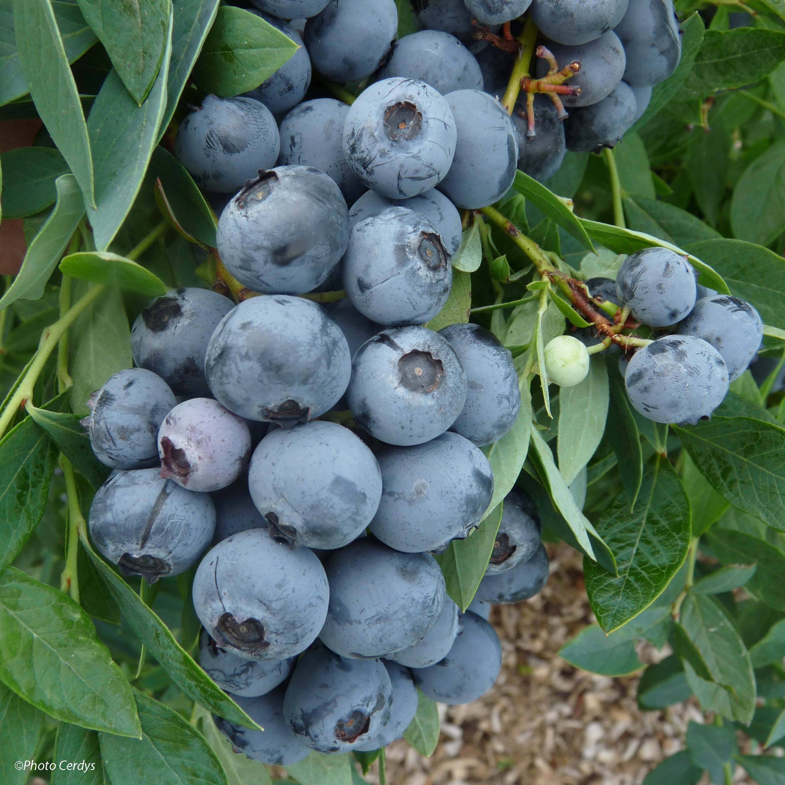 Promesse de Fleurs - Myrtillier Sunshine Blue - Vaccinum corymbosum Godet de 8/9 cm, Buisson